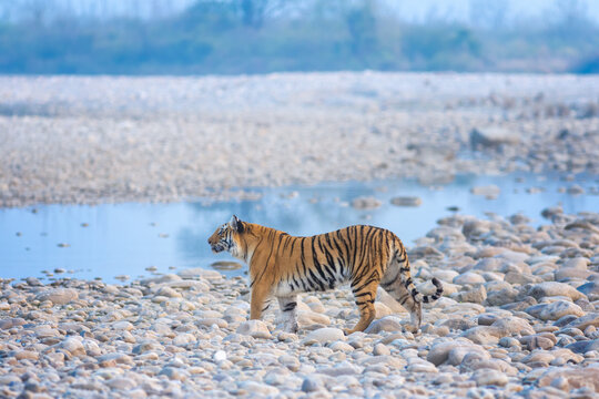 Kausani– Corbett (160 Km/5hrs)